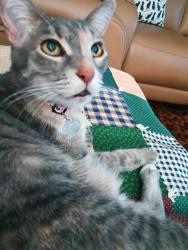 Found/Stray Female Cat last seen Esplanade E and bardmoor Blvd, Seminole, FL 33777