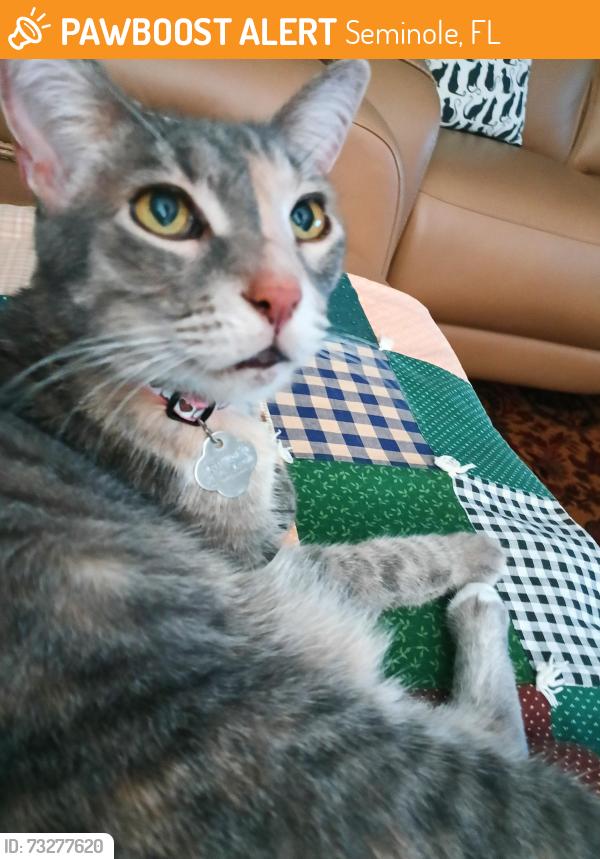 Found/Stray Female Cat last seen Esplanade E and bardmoor Blvd, Seminole, FL 33777