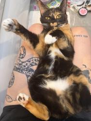 Reunited Female Cat last seen Halfords, Southend-on-Sea, England SS0 9PE