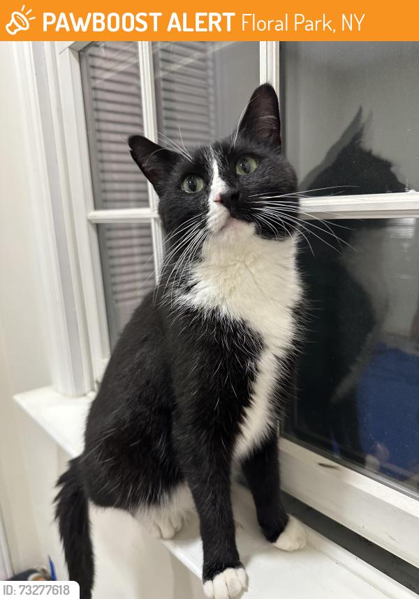 Found/Stray Male Cat last seen Iris Ave. & Rose Ave., Floral Park, NY 11001