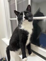 Found/Stray Male Cat last seen Iris Ave. & Rose Ave., Floral Park, NY 11001