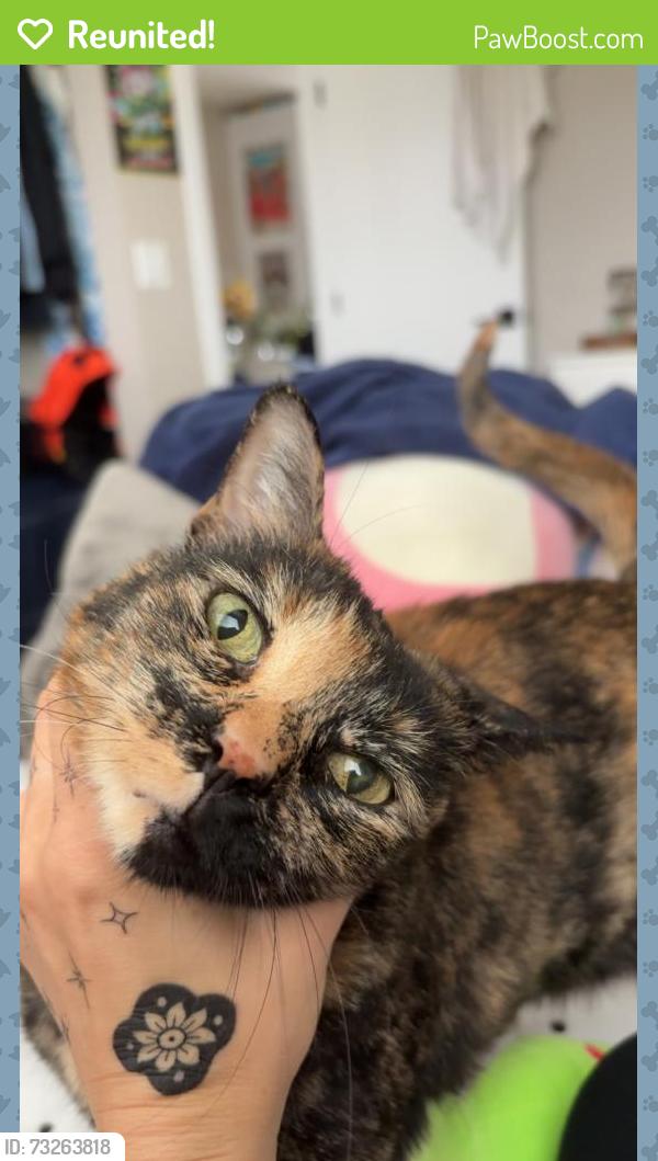 Reunited Female Cat last seen adams and 30th, San Diego, CA 92116