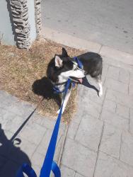 Reunited Male Dog last seen Morrision, Pablo Kisel and Stagecoach after PetSmart towards the Alton Gloor Area or before Dennet, Brownsville, TX 78520