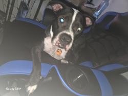 Reunited Male Dog last seen E Kentucky ave, Tampa, FL 33603
