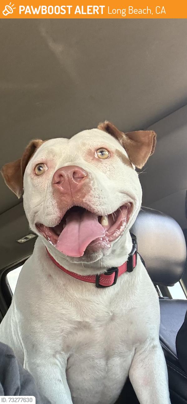 Found/Stray Female Dog last seen Near W Pacific Coast Hwy Long Beach, CA 90810 United States, Long Beach, CA 90813