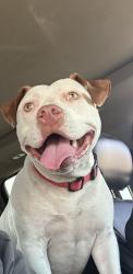 Found/Stray Female Dog last seen Near W Pacific Coast Hwy Long Beach, CA 90810 United States, Long Beach, CA 90813