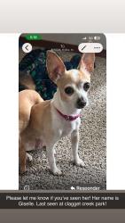 Lost Female Dog last seen Keizer station, Keizer, OR 97303