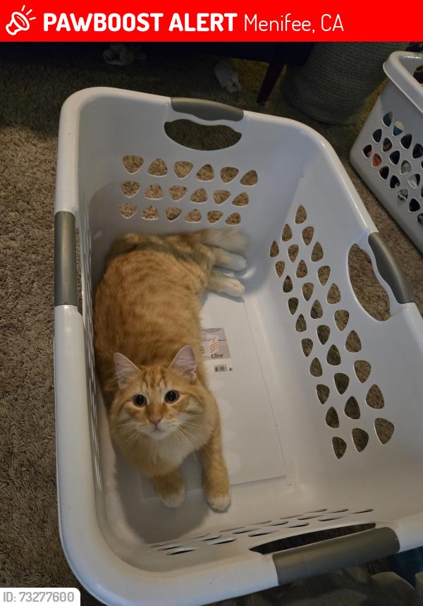 Lost Male Cat last seen Sunridge/Corderro, Menifee, CA 92584