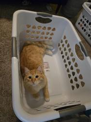 Lost Male Cat last seen Sunridge/Corderro, Menifee, CA 92584