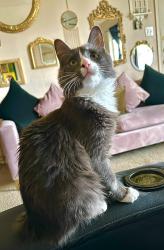 Lost Male Cat last seen Memorial Glen Dr., Humble, TX 77338