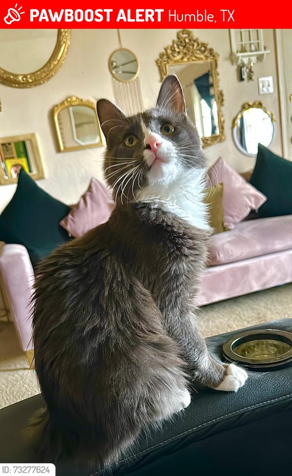 Lost Male Cat last seen Memorial Glen Dr., Humble, TX 77338