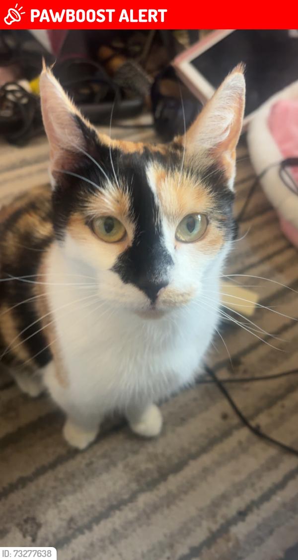 Lost Female Cat last seen Dagenham RM10 8AE, Greater London, England RM10 8AE