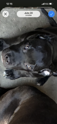 Lost Male Dog last seen Gene autry and 111, Palm Springs, CA 92262