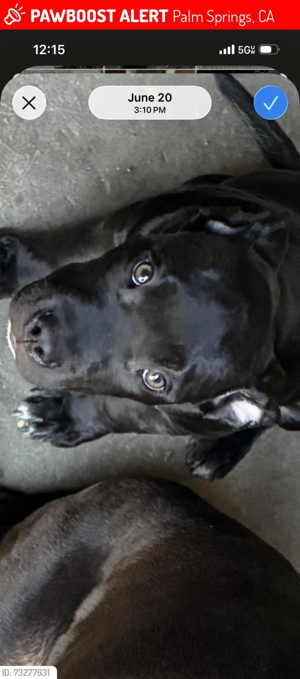 Lost Male Dog last seen Gene autry and 111, Palm Springs, CA 92262
