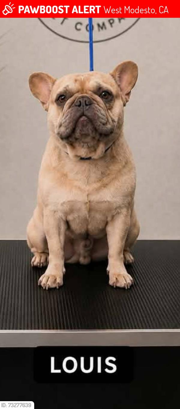 Lost Male Dog last seen Paradise and Leon, West Modesto, CA 95351