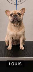 Lost Male Dog last seen Paradise and Leon, West Modesto, CA 95351