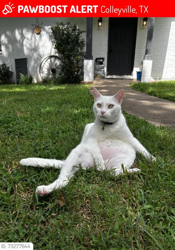 Lost Male Cat last seen Cheek Sparger Road, Colleyville, TX 76034