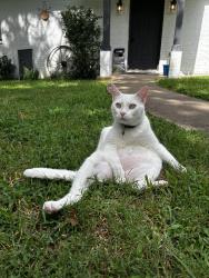 Lost Male Cat last seen Cheek Sparger Road, Colleyville, TX 76034