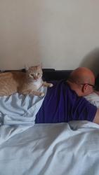 Lost Male Cat last seen California Ave, Bellflower, CA 90706