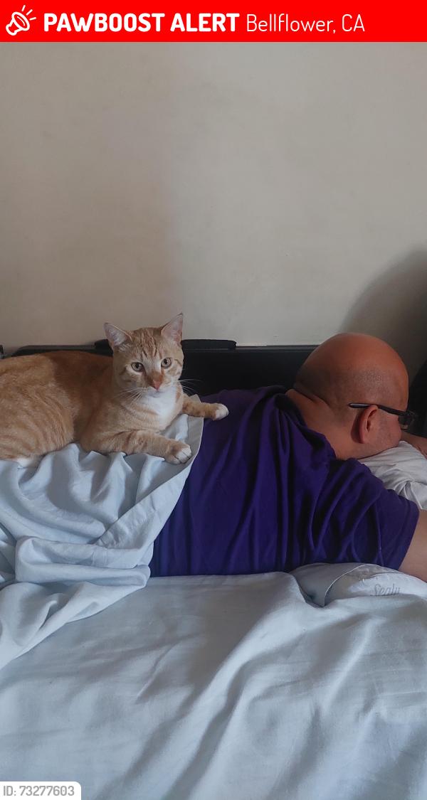 Lost Male Cat last seen California Ave, Bellflower, CA 90706