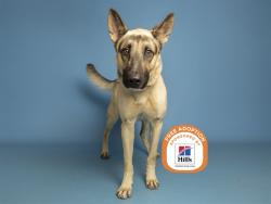 Shelter Stray Male Dog last seen 37TH AND ENCANTO, 5501 E Van Buren St, Phoenix, AZ 85008, USA