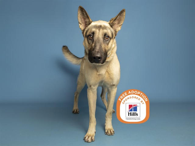Shelter Stray Male Dog last seen 37TH AND ENCANTO, 5501 E Van Buren St, Phoenix, AZ 85008, USA