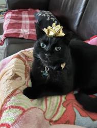 Lost Male Cat last seen Oakview rd and Maxwell St, Decatur, GA 30030