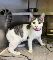 Shelter Stray Female Cat last seen , 1850 W 60th St, Los Angeles, CA 90047, USA