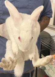 Shelter Stray Male Other last seen , 14409 Vanowen St, Van Nuys, CA 91405, USA
