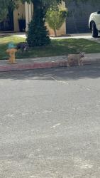 Found/Stray Unknown Dog last seen Reno loop, Victorville, CA 92394