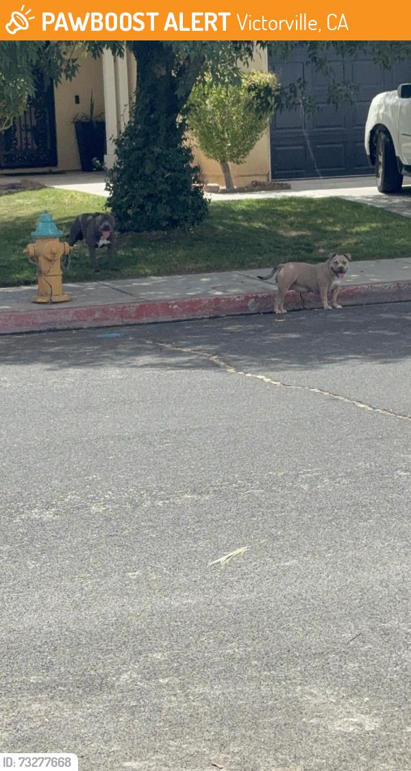 Found/Stray Unknown Dog last seen Reno loop, Victorville, CA 92394