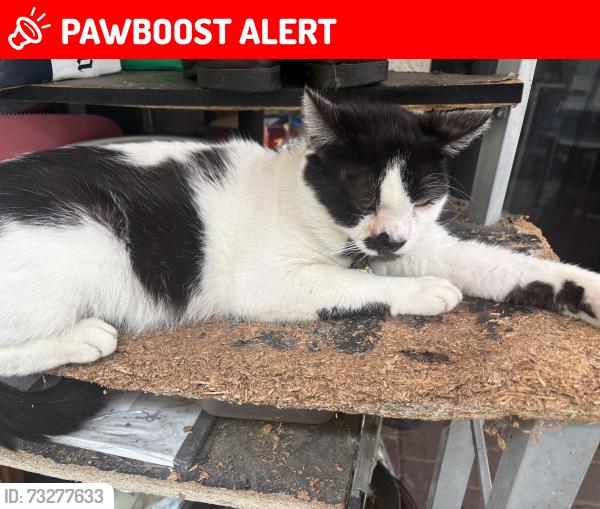 Lost Male Cat last seen Pioneer and Florence corner, Santa Fe Springs, CA 90670