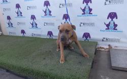 Shelter Stray Female Dog last seen , 2769 Conroy Rd, Orlando, FL 32839, USA