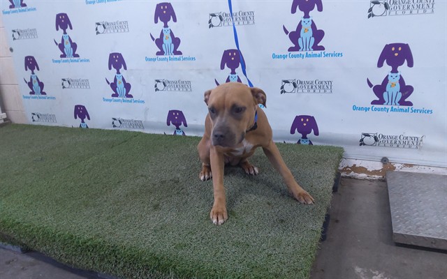Shelter Stray Female Dog last seen , 2769 Conroy Rd, Orlando, FL 32839, USA