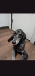 Reunited Male Dog last seen Kriner Road and Molly Pitcher Highway, Chambersburg, PA 17202