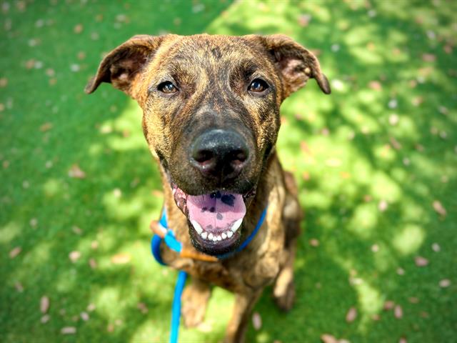 Shelter Stray Female Dog last seen , 2769 Conroy Rd, Orlando, FL 32839, USA