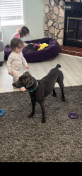 Lost Male Dog last seen Oak drive lake Jackson, Lake Jackson, TX 77566