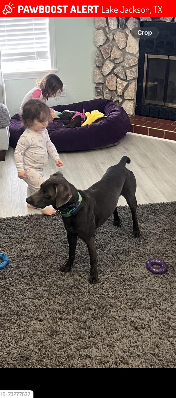 Lost Male Dog last seen Oak drive lake Jackson, Lake Jackson, TX 77566