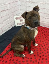 Shelter Stray Male Dog last seen Near BLOCK GRATIOT AVE, DETROIT MI 48213, 7401 Chrysler Dr, Detroit, MI 48211, USA