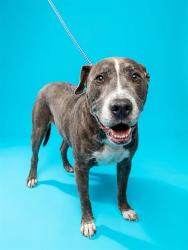 Shelter Stray Male Dog last seen Near BLOCK ARDISIA, 2020 Forest St, Jacksonville, FL 32204, USA