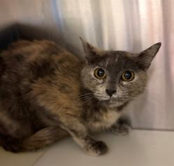 Shelter Stray Female Cat last seen Near BLOCK ASH ST, 12155 Park Blvd, Brighton, CO 80601, USA