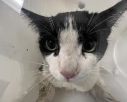 Shelter Stray Unknown Cat last seen LIPAN ST & W 14TH AVE, 2080 S Quebec St, Denver, CO 80231, USA