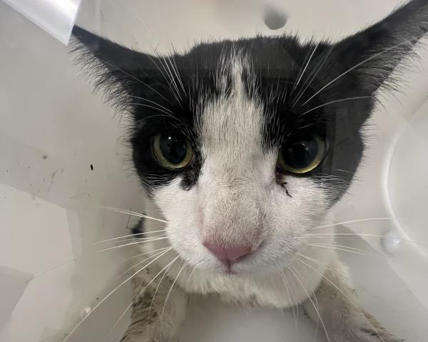 Shelter Stray Unknown Cat last seen LIPAN ST & W 14TH AVE, 2080 S Quebec St, Denver, CO 80231, USA