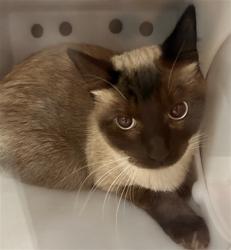 Shelter Stray Unknown Cat last seen Near BLOCK S JASMINE ST, DENVER CO 80224, 2080 S Quebec St, Denver, CO 80231, USA