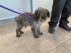 Shelter Stray Male Dog last seen TENTON AND ILIFF, 2080 S Quebec St, Denver, CO 80231, USA