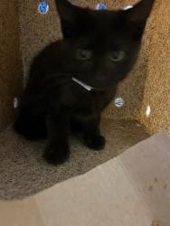 Shelter Stray Male Cat last seen Near BLOCK 37TH ST, JURUPA VALLEY, CA, 6851 Van Buren Boulevard, Jurupa Valley, CA 92509, USA