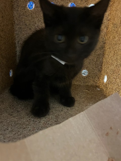 Shelter Stray Male Cat last seen Near BLOCK 37TH ST, JURUPA VALLEY, CA, 6851 Van Buren Boulevard, Jurupa Valley, CA 92509, USA