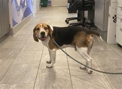 Shelter Stray Male Dog last seen Near BLOCK E BENWODD CIR, 2080 S Quebec St, Denver, CO 80231, USA