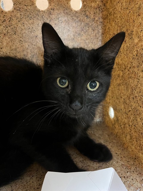 Shelter Stray Female Cat last seen Near BLOCK 37TH ST, JURUPA VALLEY, CA, 6851 Van Buren Boulevard, Jurupa Valley, CA 92509, USA