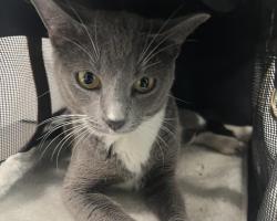 Shelter Stray Female Cat last seen Near BLOCK E ITHACA PL, AURORA CO 80013 5421, 2080 S Quebec St, Denver, CO 80231, USA